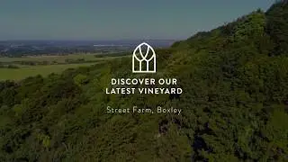 Chapel Down  - Boxley Vineyard
