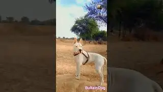 kohati bultair dog of Pakistan #bullydog #strongdogs #bullydogspakistan #bultair #doglovers