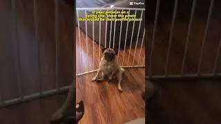 Pug videos on a dating site #funnypugs