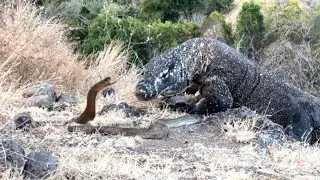 Komodo Dragon VS Snake King Cobra