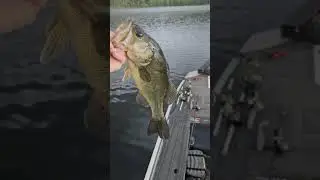 YEAH!!! #bass #bassfishing #fishing #shorts #shortsvideos #swimbaits #swimbait79 #magdraft