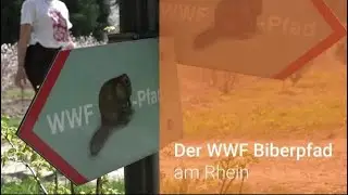WWF Biberpfad am Rhein