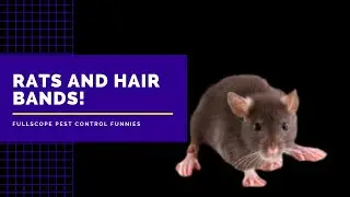 FullScope Pest Control:  North Houston Rodent Expert