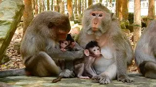 Sweet Moment As A Caring Elder Mother Monkey Gently Nurses Her Little Baby  In The Peaceful Forest