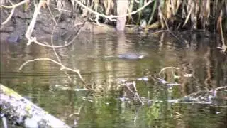 A Dipper in the Inchewan Burn