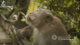 Mole National Park