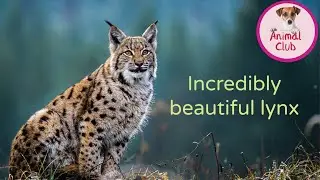 Incredibly beautiful lynx #lynx #lynxvideo