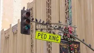 Pigeons Perched On Ped Xing Pedestrian Crossing Sign And Traffic Light On Broadway, Los Angeles, USA