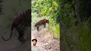 #tiger #travel #wildlife #nature #whale cigar how To viral video on youTube video viral kaise kare