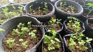 Cara Menanam Bibit Seledri Dalam polibag - perkarangan miss bi