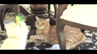 Dear Kitten: A letter from Cheeto