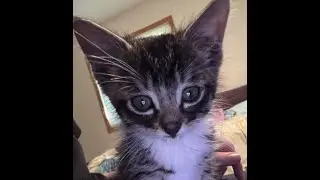 Kitty Cat Demon | Cat Planet