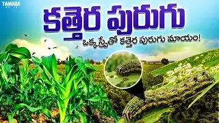 కత్తెర పురుగు అంతం - 100% రిజల్ట్! | ఈ మందు వాడితే కత్తెర పురుగు పరార్!