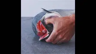 Greenfish | Norwegian Salmon Fillets | Fresh Box | Cultivated | Whole to Fillet Story