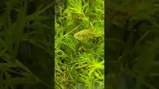 Xenotoca&nbsp;eiseni - Redtail Splitfin