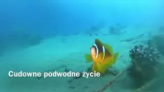 JAK CI SIĘ PODOBA PODWODNY ŚWIAT ? AQUA AGA CENTRUM NURKOWE TORUŃ