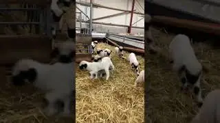Wool you look at this fluff! #FluffySheep #FarmLife
