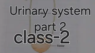 Urinary system part 2 class 2
