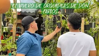 EL VIVERO DE ORQUIDEAS DE DON CARLOS