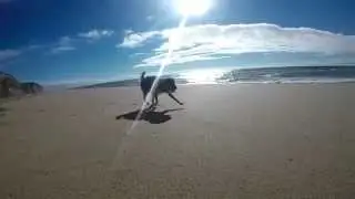 Slomodogs - Praia das Bicas