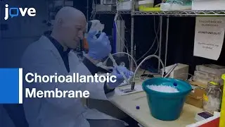 Chorioallantoic Membrane model to discover Metastatic Regulators | Protocol Preview