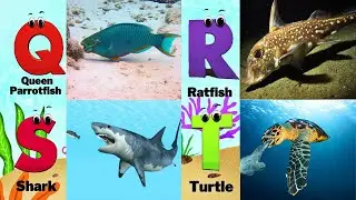 Alphabet Song with Sea Animals | ABC Learning Video for Preschool Kids | Koko Study Class