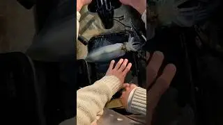 Как гуманно убить кальмара?!