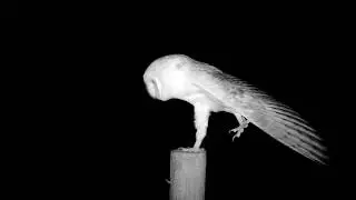 Barn Owl - stretch