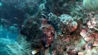 Rascacio en Marina del Este