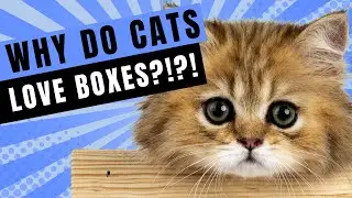 WHY DO CATS LOVE BOXES?!?! * The Answer Will SURPRISE You! *