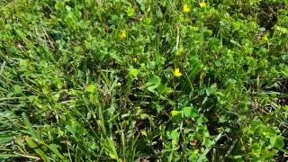 Identifying and controlling Yellow Woodsorrel