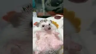 #hedgehog #cute #funny #animal #adorable #hedgehogs #cuteanimal #hedgiefanatics #shorts #short