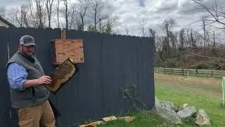 Swarm season | honeybees | beekeeping