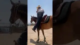 Maria malibran🐎💙