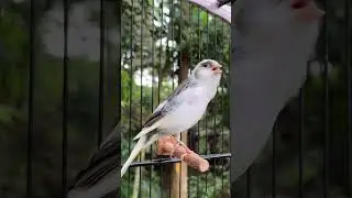 beautiful canary singing | bird sound #birdsounds #canary #canarysinging #canarysong #birdsinging