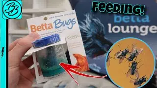 BETTA Fish EATING LIVE BUGS!