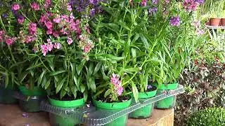 Jardinagem e Paisagismo - Conhe&ccedil;a a angelonia, uma planta r&uacute;stica que pode dar flor o ano inteiro