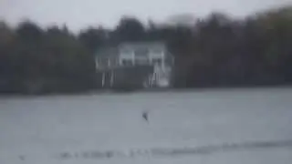 eagle vs. like 2000 ducks