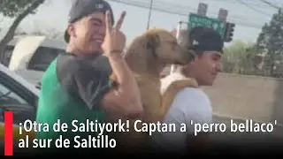 &iexcl;Otra de Saltiyork! Captan a 'perro bellaco' al sur de Saltillo