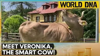 Meet Veronica, The Cow Surprising Scientists With Rare Tool Use | World DNA