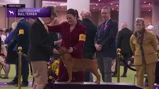 Staffordshire Bull Terriers | Breed Judging 2026