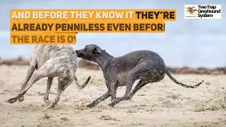 Effective Strategies When Using a Dog Racing System