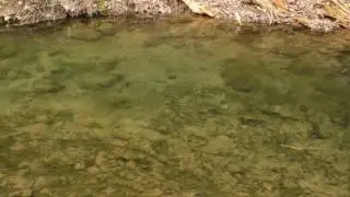 Trout in Beaver Creek Valley, MN