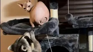 Raccoon in a cat house! #follow #fyp #foryou #cat #house #funny #cute #lol #love #animals #share