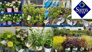 I'm Impressed! Sam's Club Garden Inventory May 2023 Proven Winners Flowering Shrubs, Perennials Plus