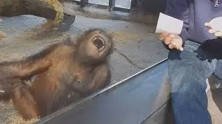 Top 10 animals react to magic tricks (Animals being tricked by magic tricks)