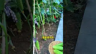 I like to grow vegetables in my yard. Besides being a hobby and satisfying my taste buds,