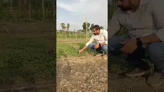 नर्सरी में सूखना और गलना क्यों होता है? | Nursery Drying & Damping Off Solution