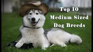 Top 10 Medium Sized Dog Breeds Video