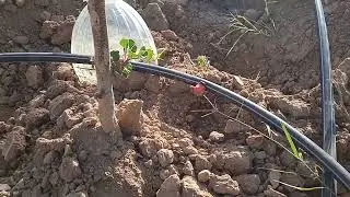 أفضل طريقة لتعقيم  وحماية الاشجار المثمرة من الحشرات الضارة بدون تكاليف فقط بإستعمال  الجير